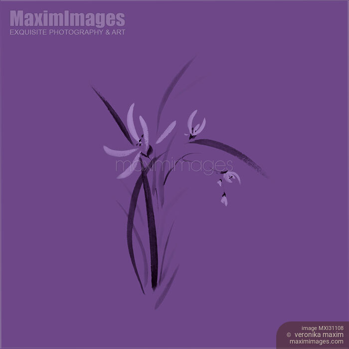Wild orchid flowers sumi-e painting artistic design on light purple background Stock image of Wild orchid flowers sumi-e painting artistic design on light purple background Buy commercial use license at MaximImages