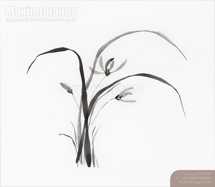 Wild orchids flowers Sumi-e Japanese Zen painting Stock image of Wild orchids flowers Sumi-e Japanese Zen painting Buy commercial use license at MaximImages