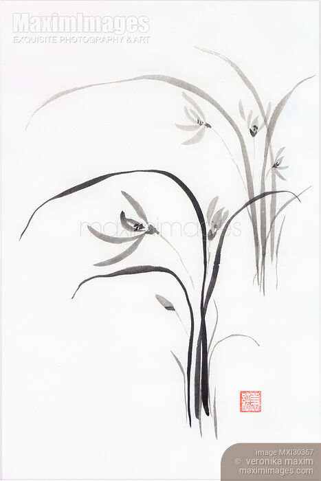 Stock image of Wild orchids Sumi-e Japanese Zen painting artwork of flowers Buy commercial use license at MaximImages