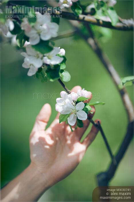 Woman hand touching apple blossoms artistic closeup in soft colors Stock photo of Woman hand touching apple blossoms artistic closeup in soft colors Buy commercial use license at MaximImages