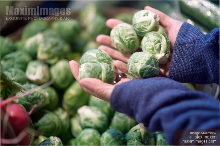 Stock photo of Woman hands with organic brussels sprouts at vegetable stall of farmers market store Buy commercial use license at MaximImages