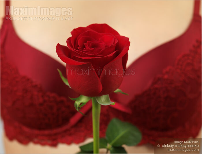 Stock photo of Woman Holding a Red Rose Buy commercial use license at MaximImages