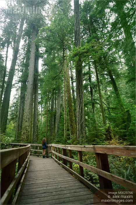Stock photo of Woman looking at old Douglas fir trees in Cathedral grove forest Vancouver Island Canada Buy commercial use license at MaximImages
