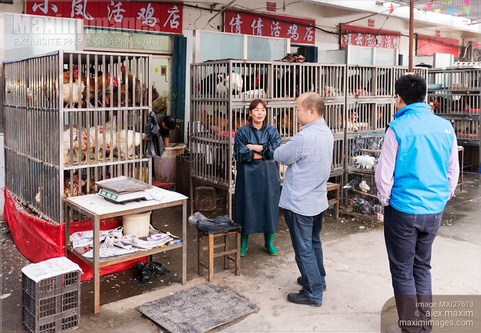 Stock photo of Woman selling live chickens at the market Buy commercial use license at MaximImages