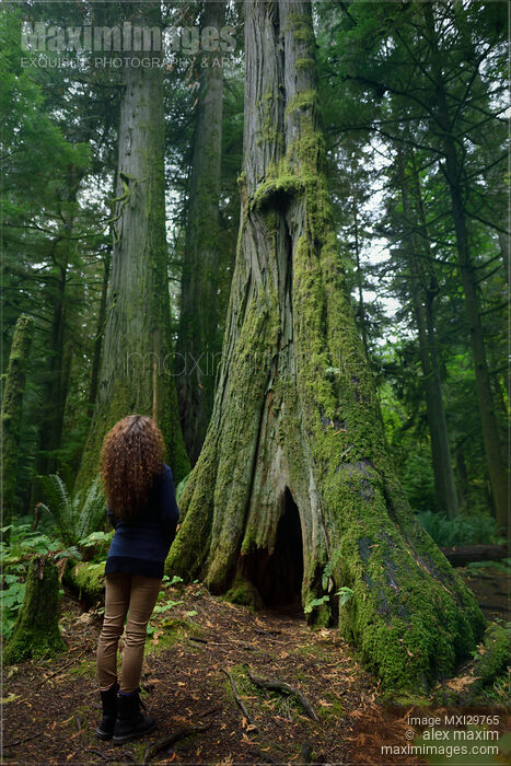 Woman standing beside tall ancient Douglas fir tree in Cathedral grove forest in BC Canada Stock photo of Woman standing beside tall ancient Douglas fir tree in Cathedral grove forest in BC Canada Buy commercial use license at MaximImages