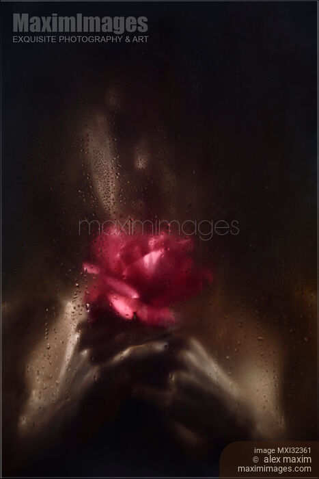 Stock photo of Woman with a red rose behind wet glass her face hidden in shadows Buy commercial use license at MaximImages