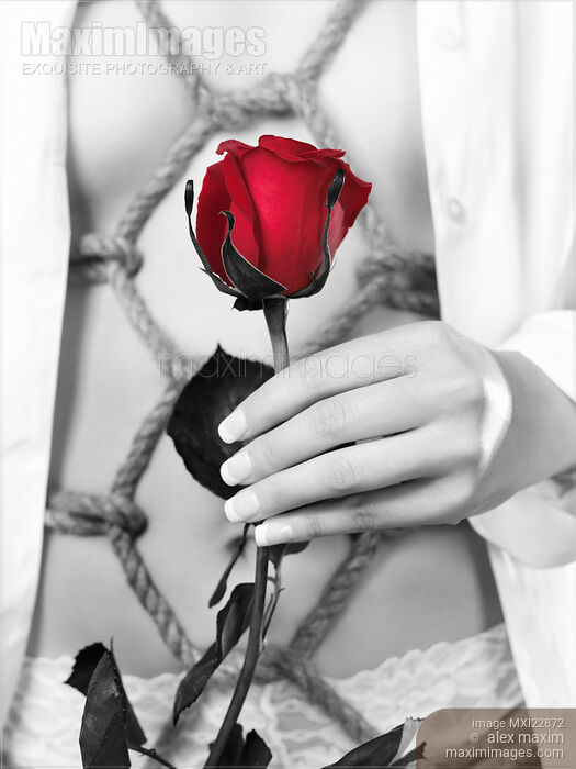Stock photo of Woman with Red rose in Sensual Bondage Shibari photograph Buy commercial use license at MaximImages