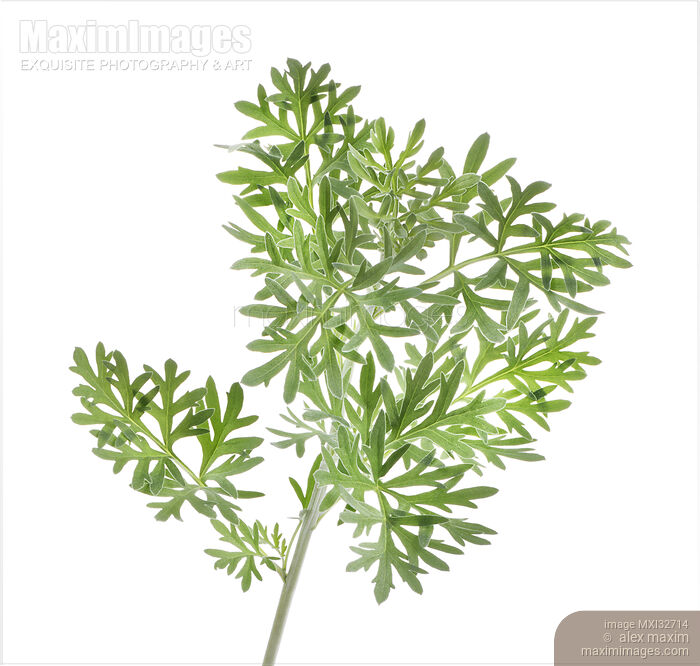 Wormwood leaves Artemisia absinthium medicianl plant and herb Isolated on white background Stock photo of Wormwood leaves Artemisia absinthium medicianl plant and herb Isolated on white background Buy commercial use license at MaximImages