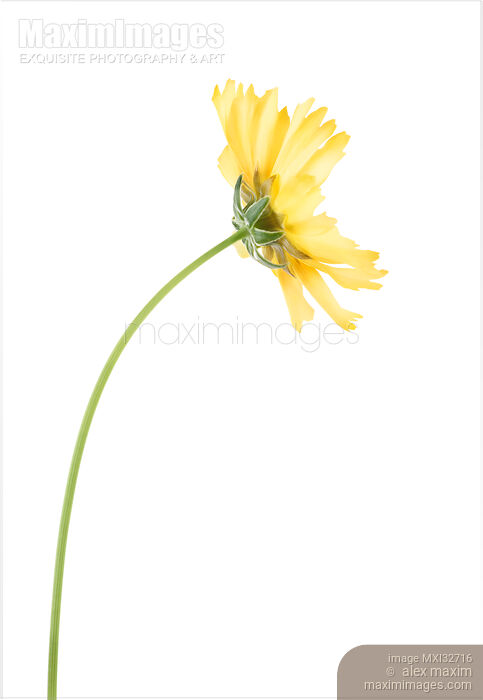 Stock photo of Yellow Cosmos flower on a stem isolated on white Buy commercial use license at MaximImages