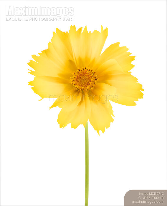 Stock photo of Yellow Cosmos sulphureus flower isolated on white background Buy commercial use license at MaximImages