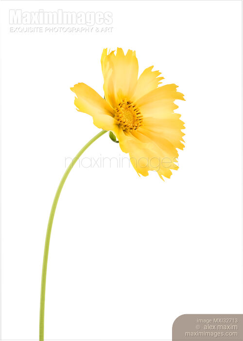 Yellow Cosmos sulphureus flower on a stem isolated on white Stock photo of Yellow Cosmos sulphureus flower on a stem isolated on white Buy commercial use license at MaximImages