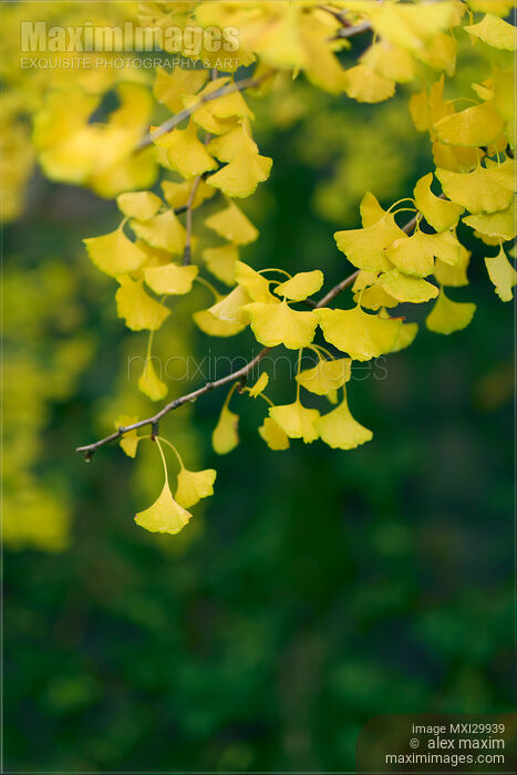 Yellow Ginkgo tree leaves in autumn artistic closeup Stock photo of Yellow Ginkgo tree leaves in autumn artistic closeup Buy commercial use license at MaximImages