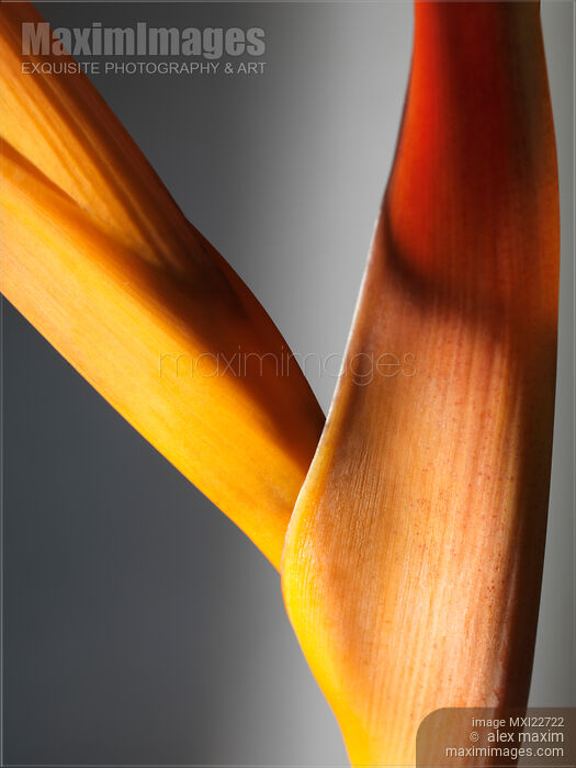 Yellow Heliconia Stock photo of Yellow Heliconia Buy commercial use license at MaximImages