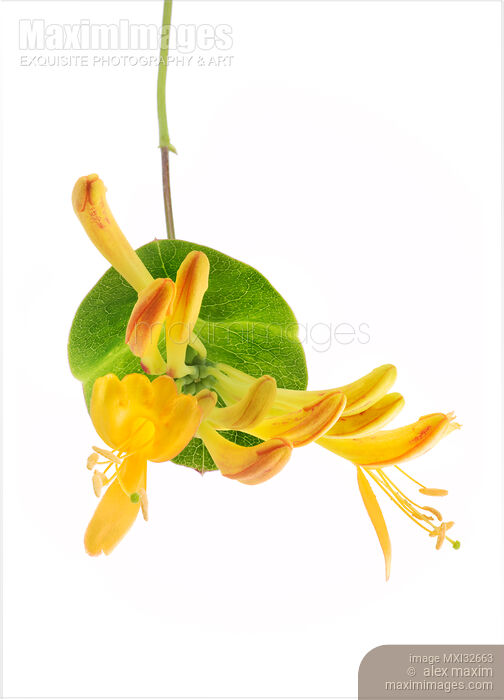 Stock photo of Yellow Trumpet honeysuckle flowers Closeup of blossoms on a green leaf isolated on white Buy commercial use license at MaximImages