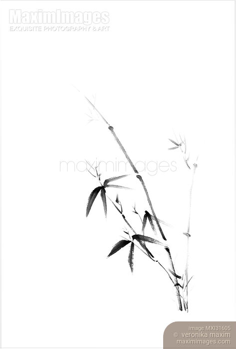 Young bamboo bush with leaves oriental zen black and white illustration Stock image of Young bamboo bush with leaves oriental zen black and white illustration Buy commercial use license at MaximImages