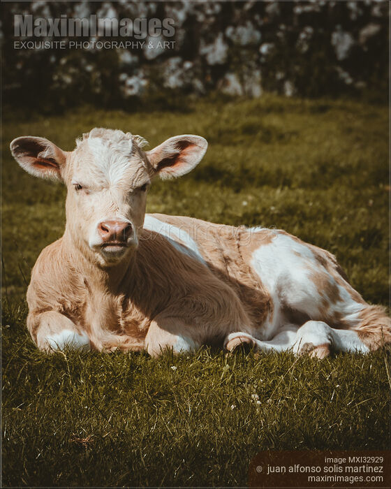 Young calf in the grass of a farm field Free range cattle Stock photo of Young calf in the grass of a farm field Free range cattle Buy commercial use license at MaximImages