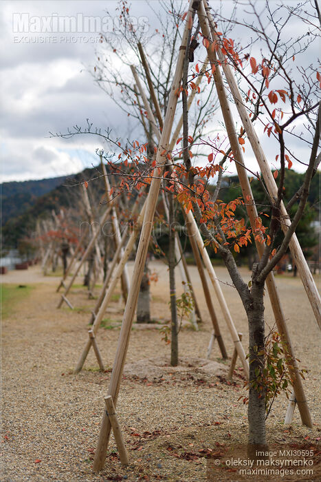 Young Japanese sakura trees planted with support trellis in Uji Stock photo of Young Japanese sakura trees planted with support trellis in Uji Buy commercial use license at MaximImages