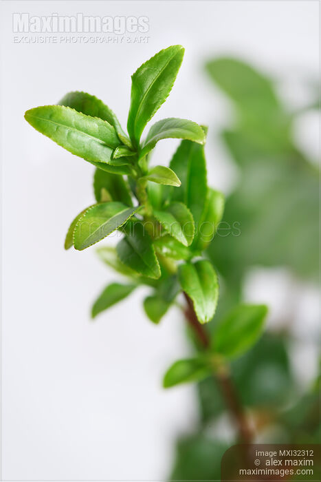 Stock photo of Young small green leaves of a tea plant Camellia sinensis closeup of buds Buy commercial use license at MaximImages
