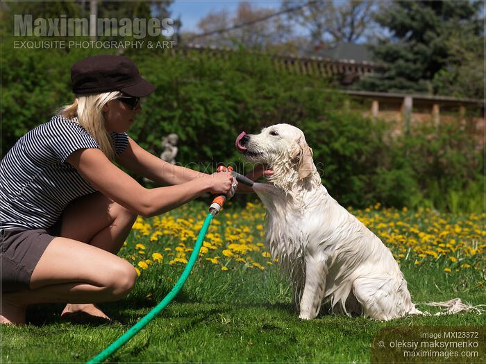 Stock photo of Young Woman Washing Her Dog Buy commercial use license at MaximImages