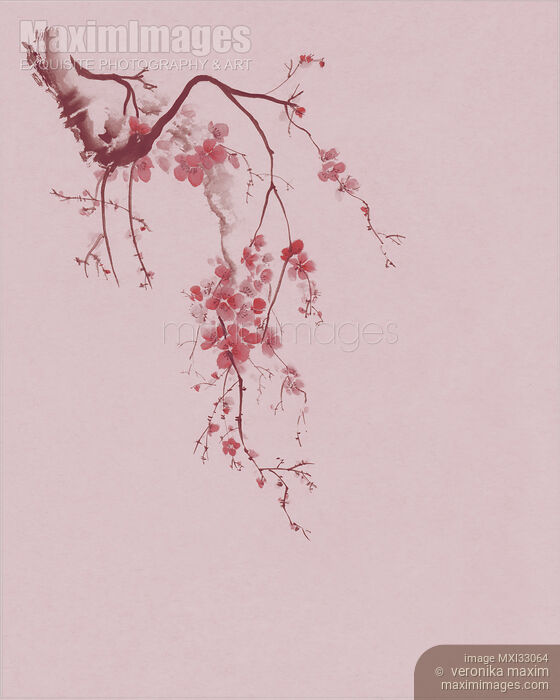 Stock image of Zen sumi-e artwork of a cherry blossom branch with pink flowers on lilac background Buy commercial use license at MaximImages