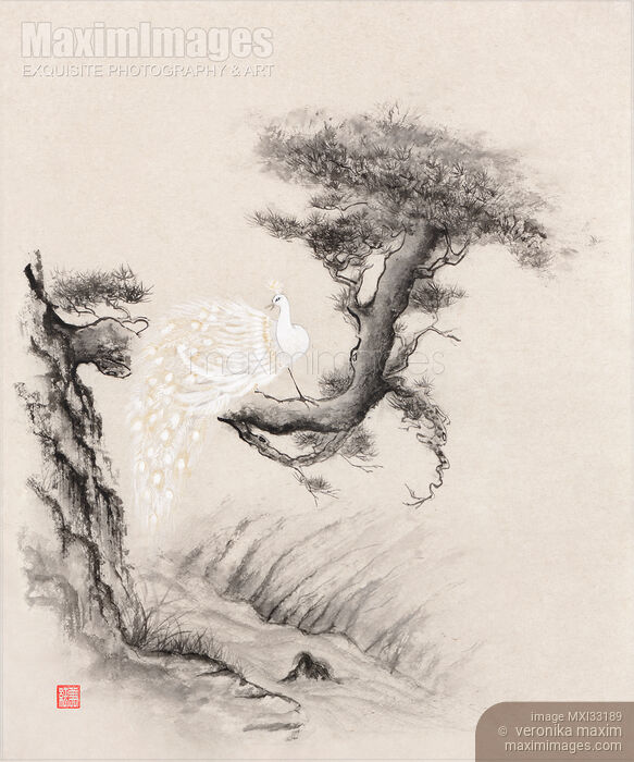 Stock image of Zen sumi-e artwork of a magical white peacock perching on a branch of an old crooked pine tree Buy commercial use license at MaximImages