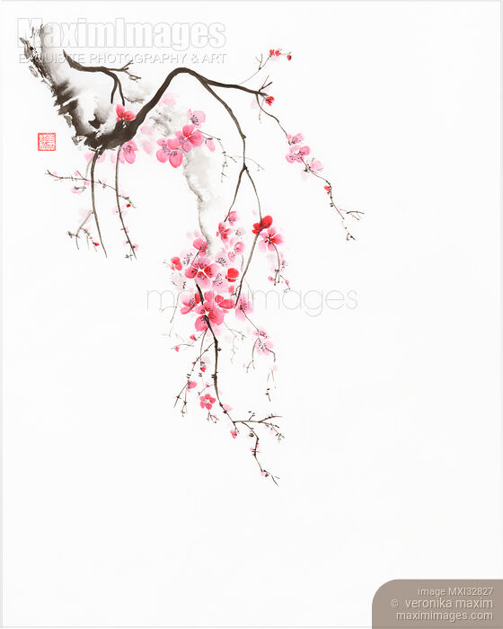 Zen sumi-e painting of a cherry blossom branch with light pink flowers on white Stock image of Zen sumi-e painting of a cherry blossom branch with light pink flowers on white Buy commercial use license at MaximImages