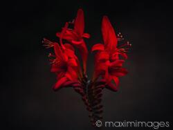 Image #MXI32946