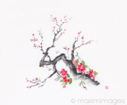 Image Of Cherry Blossom Branch Sumi E Ink Painting With Bright Pink Flowers Stock Image Mxi