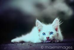 Image #MXI31916