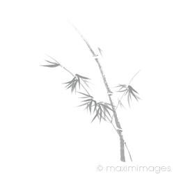 Delicate design Bamboo stalk with young leaves Asian style Zen illustration on white background