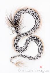 Majestic asian dragon coiling in the aire sumi-e black and gold ink painting on white