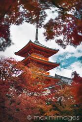 Sanjunoto pagoda in Kiyomizu-dera Kyoto surrounded by red leaves of Japanese maples