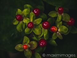 Image #MXI32942